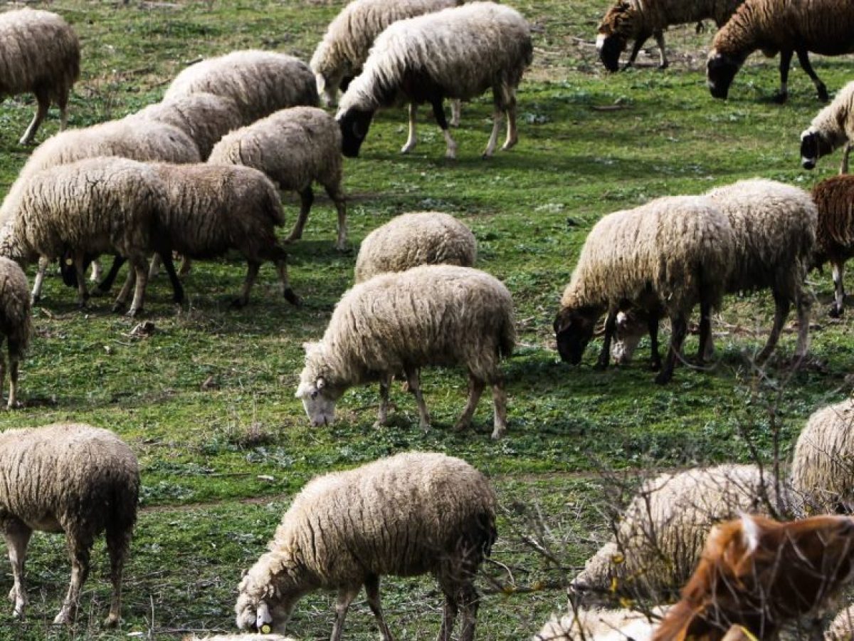 Με χειροπέδες γιατί αγόρασε παράνομα αρνιά