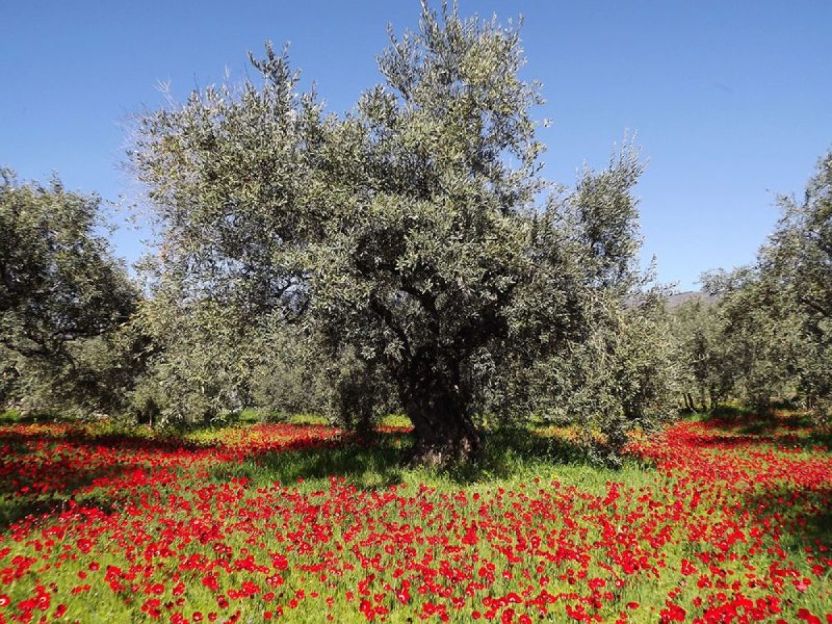 Με ικανοποιητικό ρυθμό  προχωρούν στη Δράμα οι δηλώσεις των κατόχων ελαιοτεμαχίων  Μιλάει στον «Π.Τ.» η αν. προϊσταμένη της Δ/νσης Αγροτικής Οικονομίας και Κτηνιατρικής Π.Ε. Δράμας κα. Αλεξανδρίδου