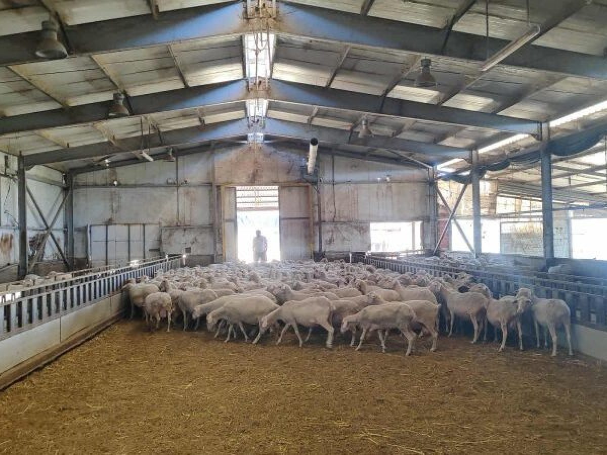 Μεγάλα τα αδιέξοδα για τους κτηνοτρόφους