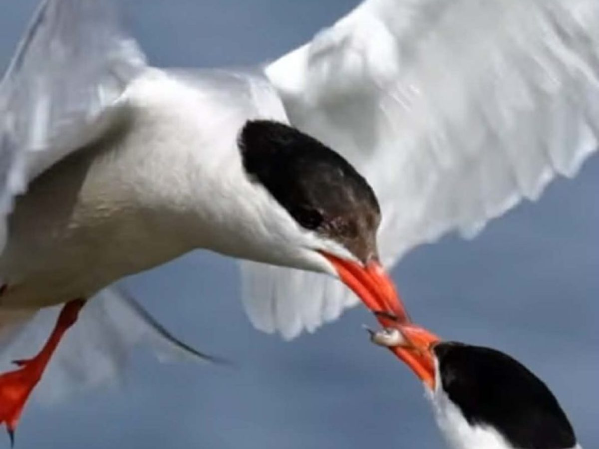 Μεσολόγγι: Η τρυφερή στιγμή που ποταμογλάρονο ταΐζει στο στόμα το ταίρι του