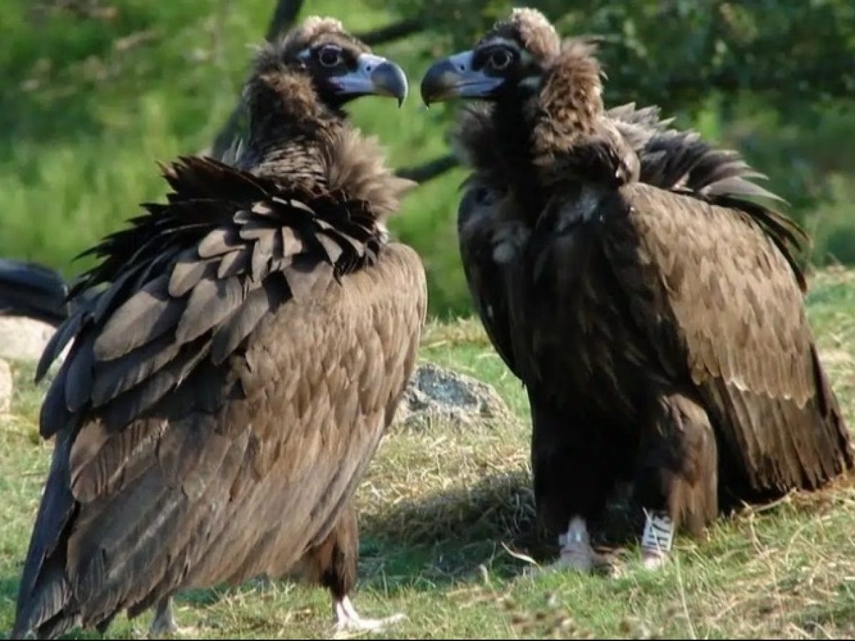 Μέτρα προστασίας του μαυρόγυπα απ’ το ΥΠΕΝ, μετά τη μαζική δηλητηρίαση στο Δάσος Δαδιάς