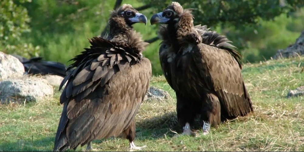 metra-prostasias-tou-mavrogipa-ap