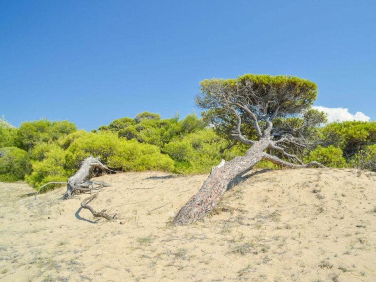 Μηνυτήρια αναφορά στην Εισαγγελία Πατρών για την επιχειρούμενη εκχώρηση δημόσιας έκτασης στην Καλογριά