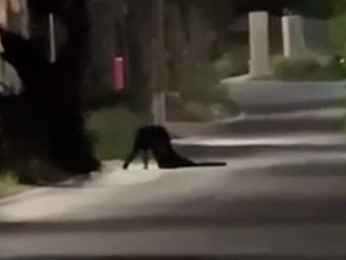 Μυστήριο στη Λέρο: Σκιώδης φιγούρα ή δημιούργημα Τεχνητής Νοημοσύνης;