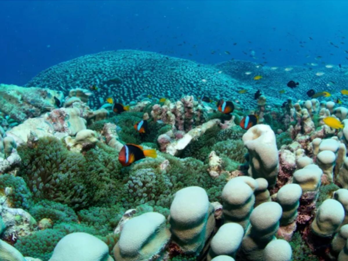 Μητέρα και κόρη ανακάλυψαν τη μεγαλύτερη αποικία κοραλλιών στον κόσμο
