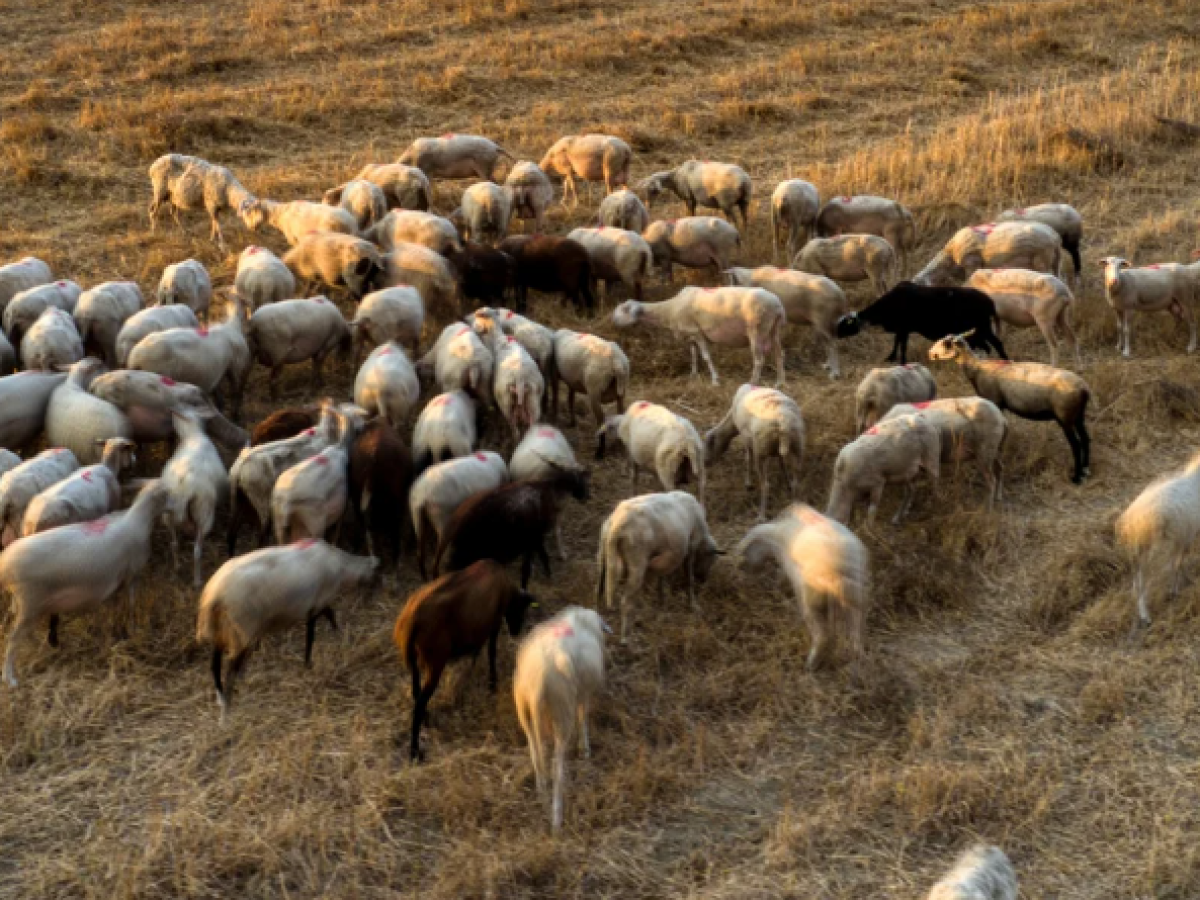 Ναύπακτος: Τρεις συλλήψεις για μεταφορά αιγοπροβάτων χωρίς έγγραφα