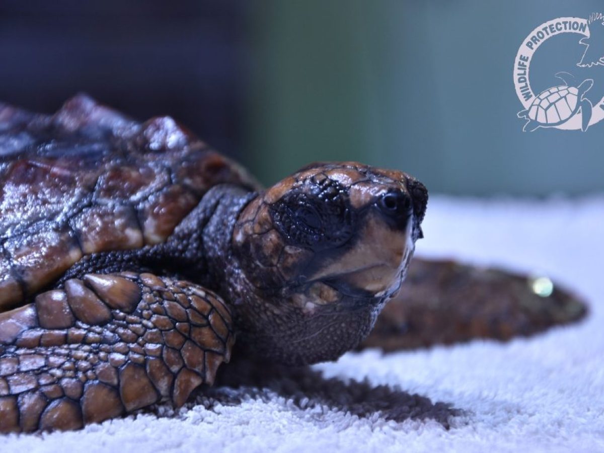 Νάξος: Διάσωση μικρής θαλάσσιας χελώνας Caretta caretta στην παραλία της Γρόττας