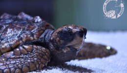 naxos-diasosi-mikris-thalassias-chelonas