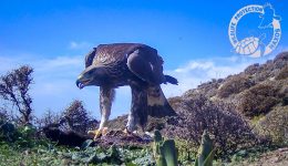 naxos-gia-proti-fora-katagrafike