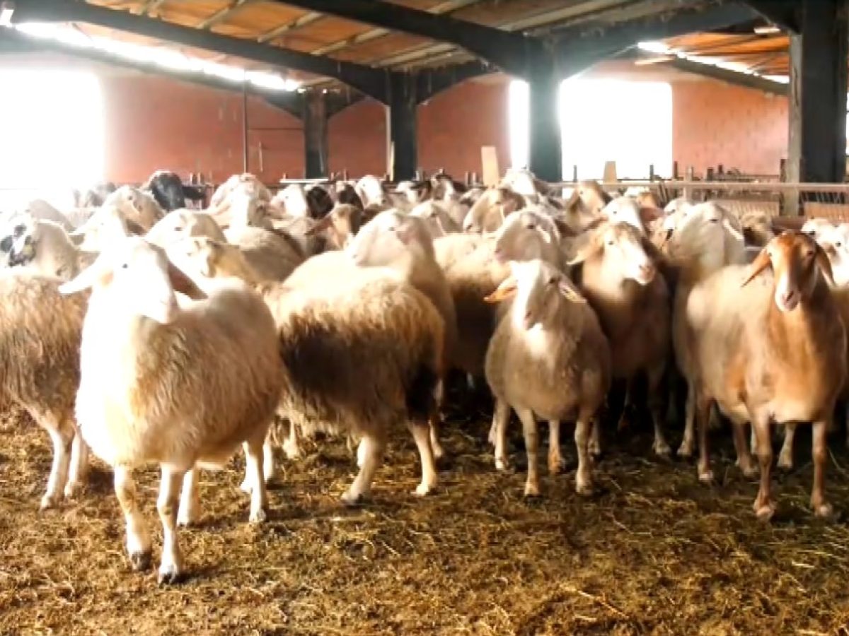 Νέα παράταση των μέτρων για την ευλογιά – Δεν εισακούστηκε η έκκληση της Περιφέρειας Δυτικής Μακεδονίας