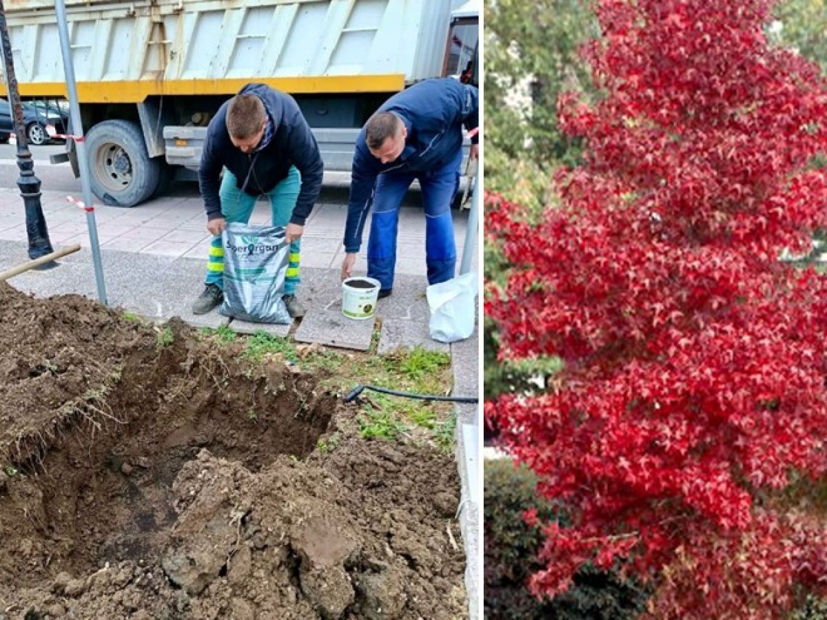 Νέα «πράσινη ανάσα» στο παραλιακό μέτωπο της Ναυπάκτου
