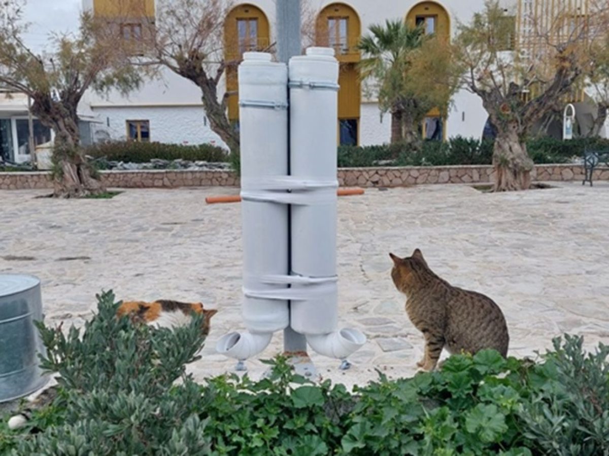 Νέες ταΐστρες χωρίς γνώση και συνεργασία  δεν αρκούν στη Μήλο! (Photos)