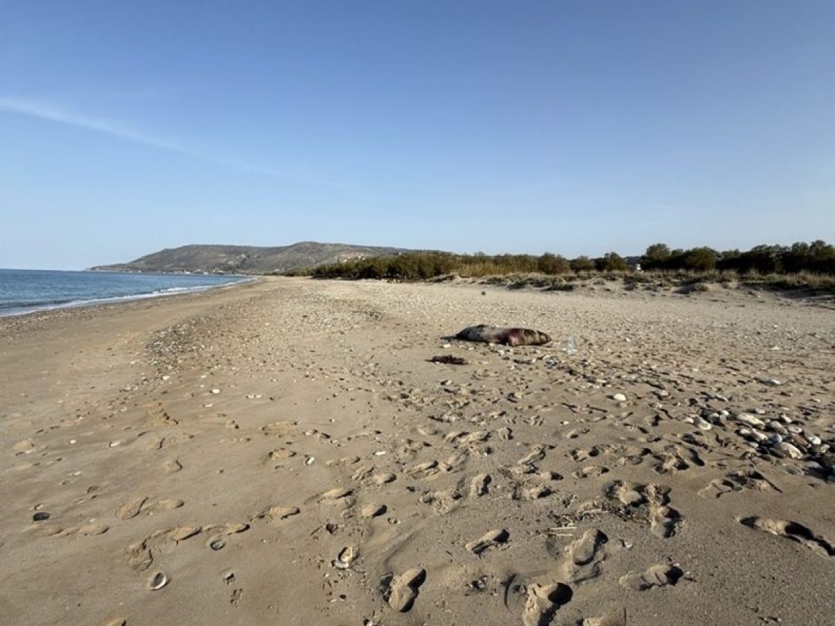 Νεκρή φώκια εντοπίστηκε στην παραλία της Επισκοπής -Πολίτης καταγγέλλει οτι βρίσκεται στο σημείο για 14 μέρες