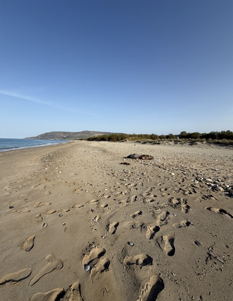 nekri-fokia-entopistike-stin-paralia-1