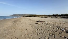 nekri-fokia-entopistike-stin-paralia