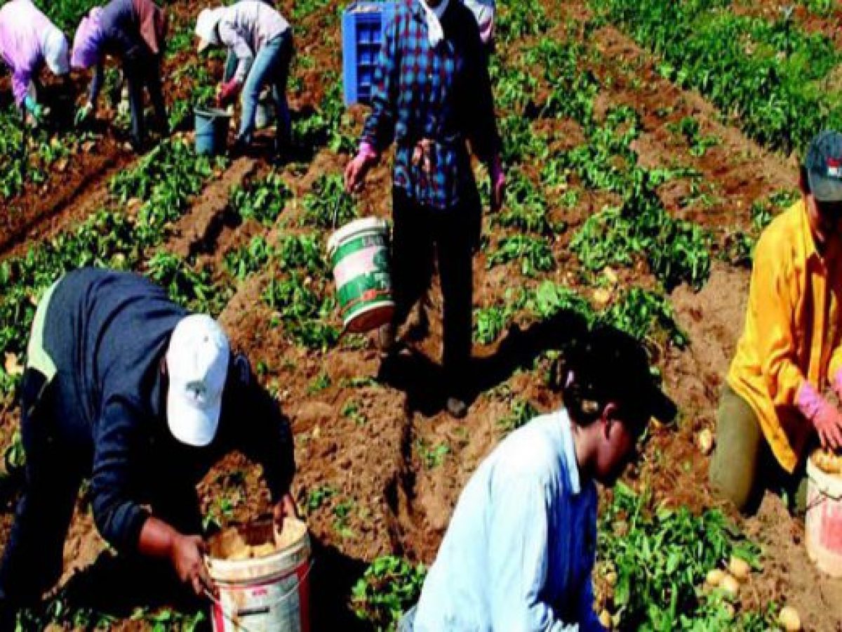 Νεοχώρι – Πάνω από 60 προσαγωγές αλλοδαπών εργατών γης