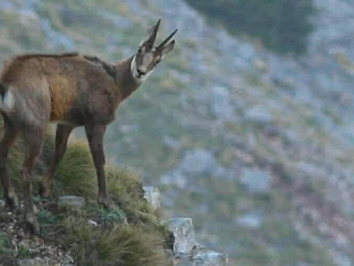 Νίκος Πατερέκας: Ένα σπάνιο ζώο σε κίνδυνο στα βουνά της Αιτωλοακαρνανίας