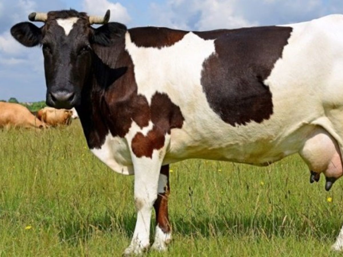 Ο αφθώδης πυρετός απειλεί την ελληνική κτηνοτροφία – Σε επιφυλακή οι αρχές (video)