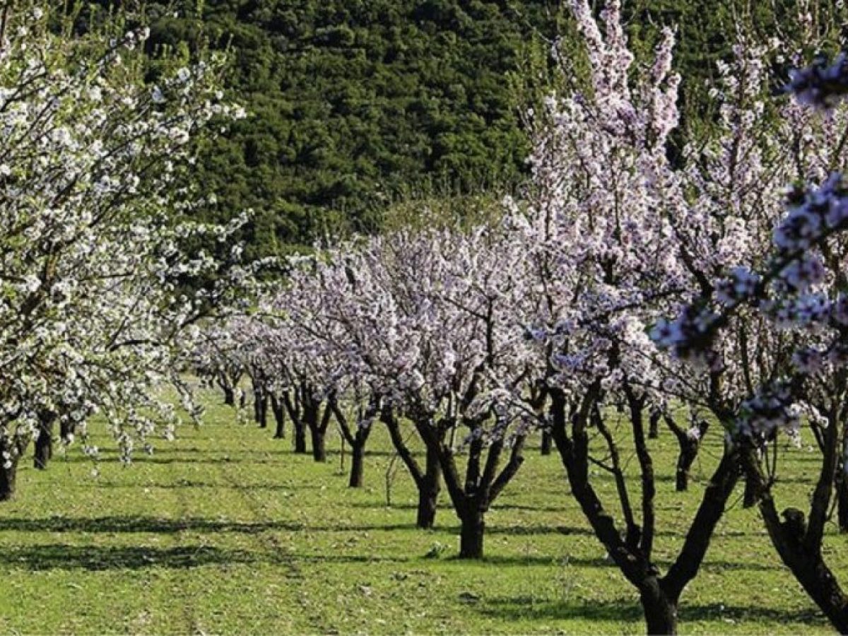 Ο Δήμος Τεμπών καλωσορίζει την Άνοιξη με «Οι δρόμοι των Ανθισμένων Αμυγδαλιών»