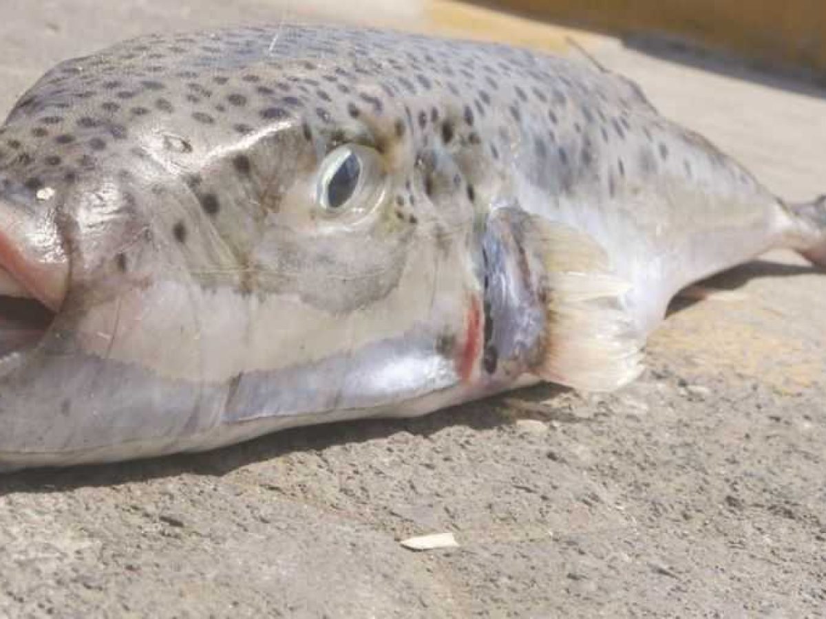 Ο λαγοκέφαλος εφιάλτης  για τους αλιείς της Κρήτης