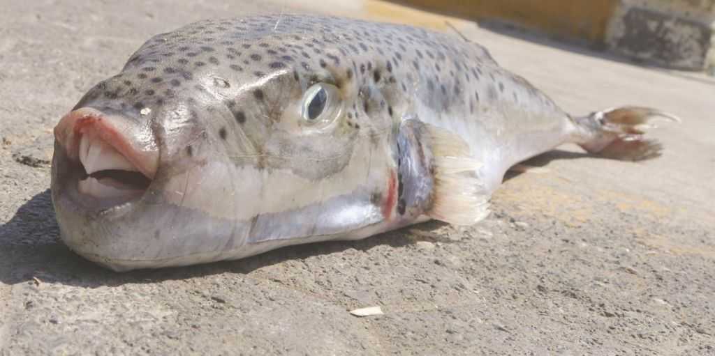 o-lagokefalos-efialtis-gia