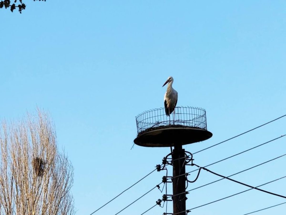 Ο πρώτος πελαργός έφτασε στη Νίκη Φλώρινας