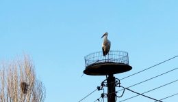 o-protos-pelargos-eftase-sti