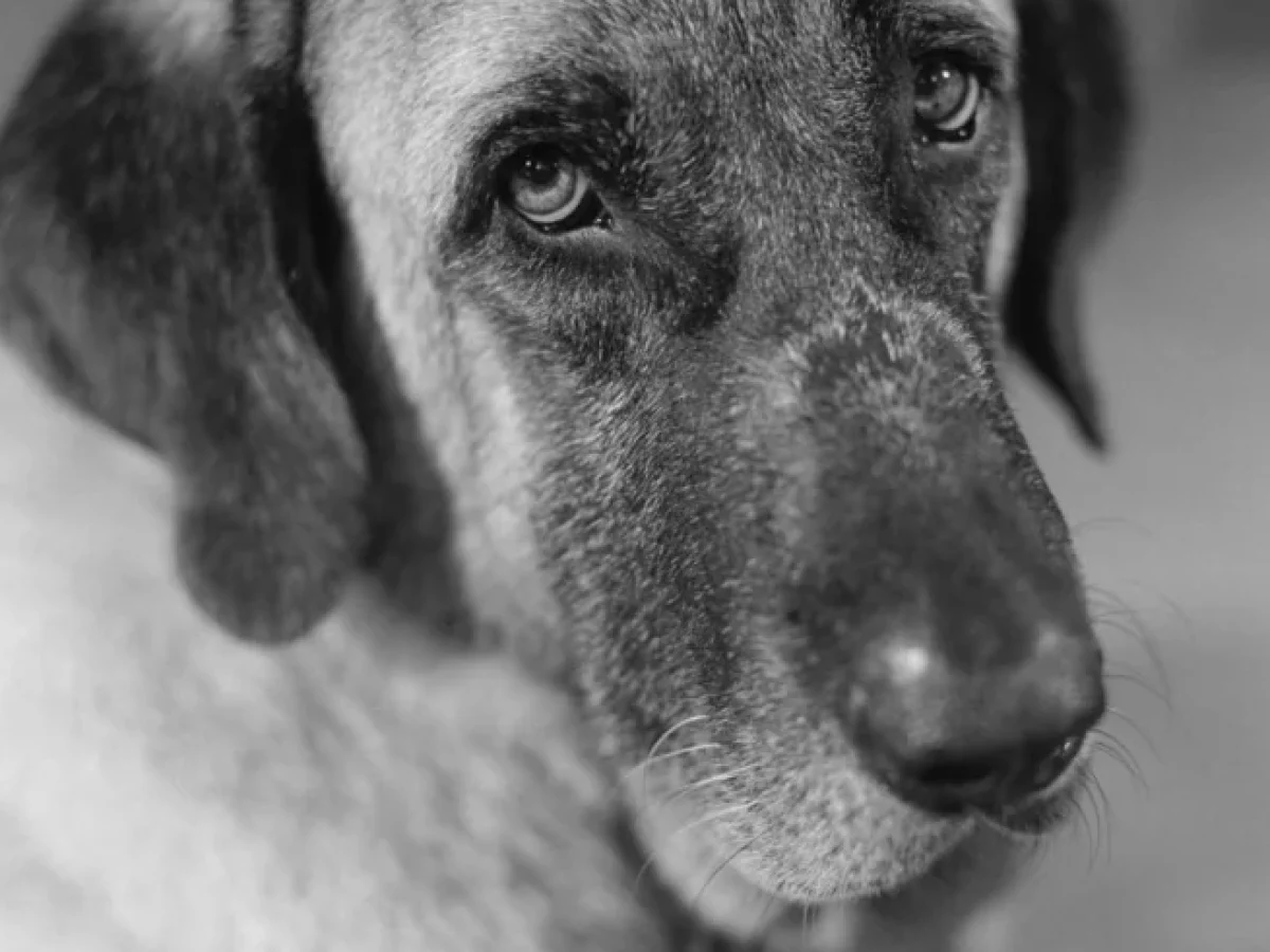 Ο Βύρωνας, ο σκύλος που σώθηκε στη Γλυφάδα, «πρωταγωνιστεί» στην έκθεση του Γιώργου Λάνθιμου