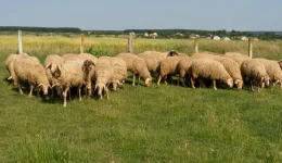 odigies-prostasias-apo-ton-&Alpha;fthodi