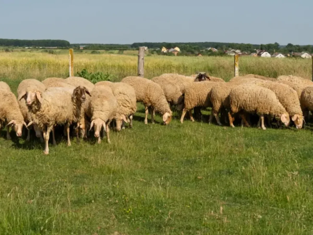 Οδηγίες Προστασίας από τον Αφθώδη Πυρετό: Σε Εγρήγορση οι Κτηνιατρικές Αρχές της Περιφέρειας Κεντρικής Μακεδονίας