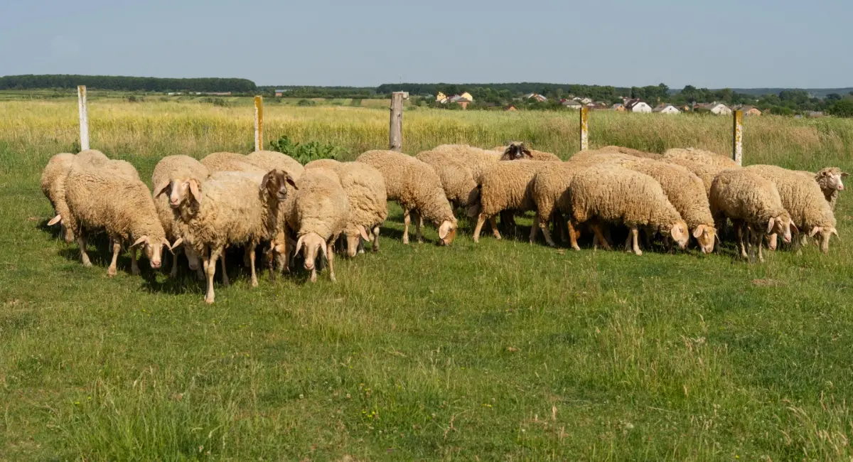 odigies-prostasias-apo-ton-Αfthodi