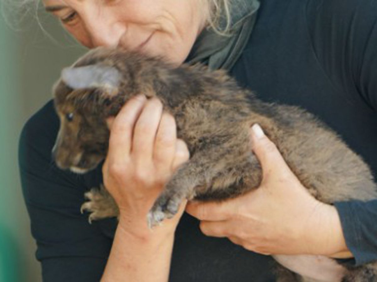 Παλλήνη: Πρόγραμμα φροντίδας και ευζωίας για τα φιλοξενούμενα αδέσποτα ζώα