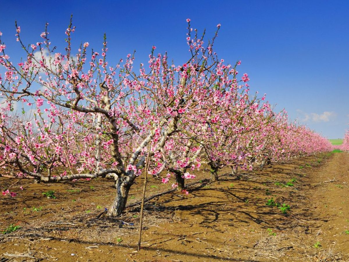 Πανέμορφες εικόνες: Η άνοιξη στον κάμπο του Συκουρίου έχει υπέροχο χρώμα (ΦΩΤΟ)
