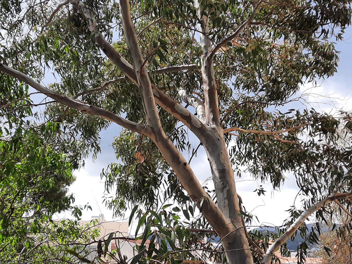 Παρατηρητήριο Ποιότητας Περιβάλλοντος Σύρου: Οι ακρωτηριασμοί των δέντρων και οι προβλέψιμοι κίνδυνοι σε ένα νησί που μισούσε το πράσινο