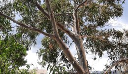 paratiritirio-piotitas-perivallontos-sirou-i