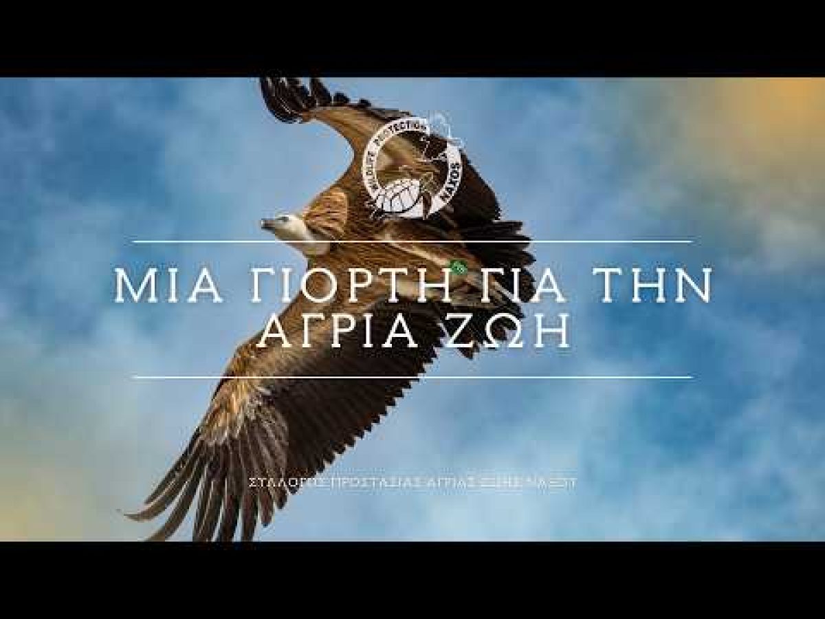 Πέντε άγρια πτηνά επέστρεψαν στη φύση στη Νάξο – Μια συγκινητική απελευθέρωση (video+φώτος)