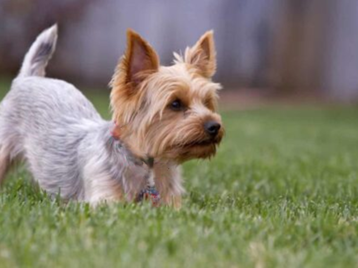Περισσότερο από ένας Πιστός Φίλος: Η Επιστήμη πίσω από τη Σχέση Σκύλου και Μακροζωίας