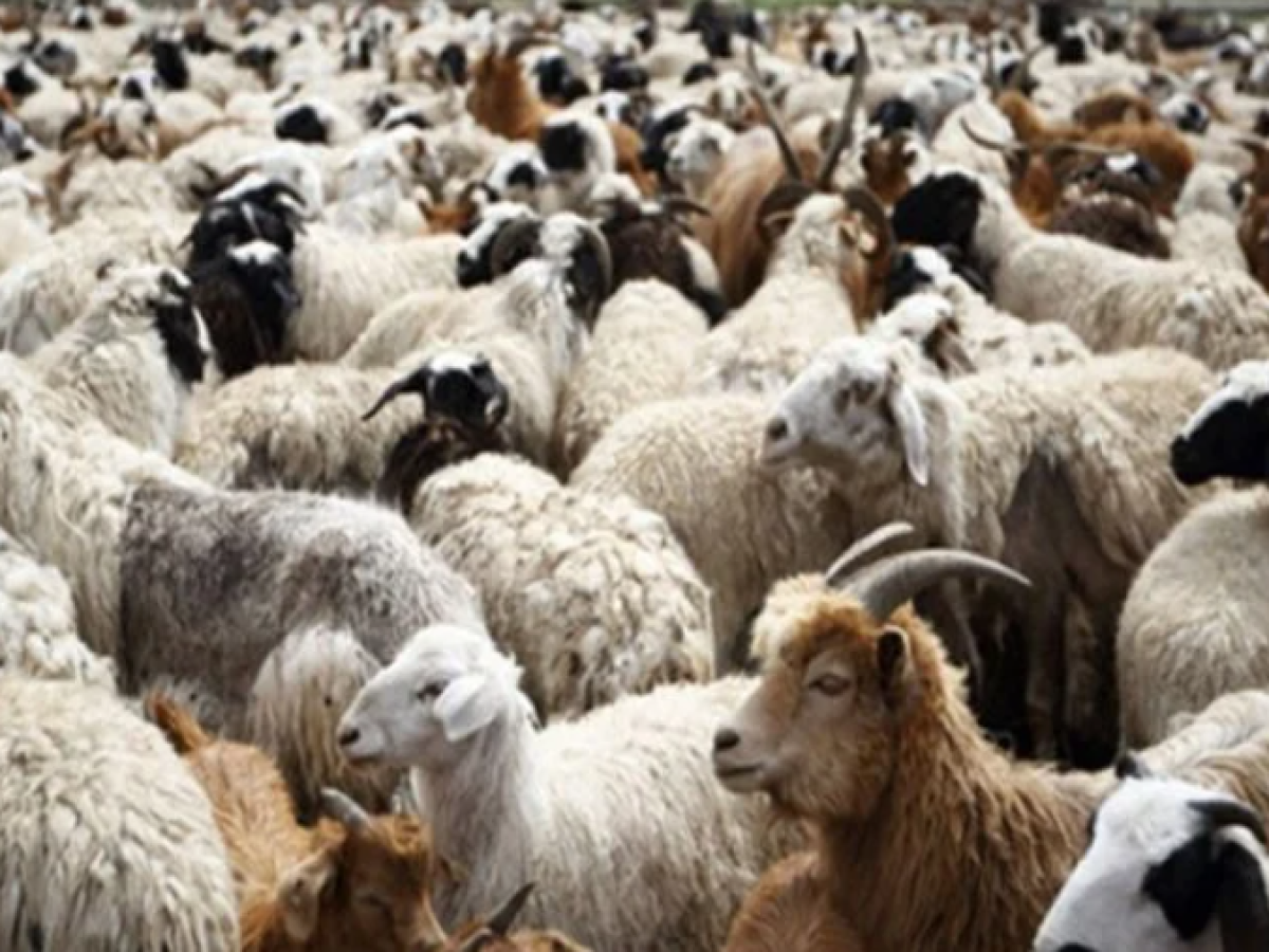 Πρέβεζα: Σε καραντίνα κτηνοτροφική μονάδα μετά από ύποπτο κρούσμα ευλογιάς