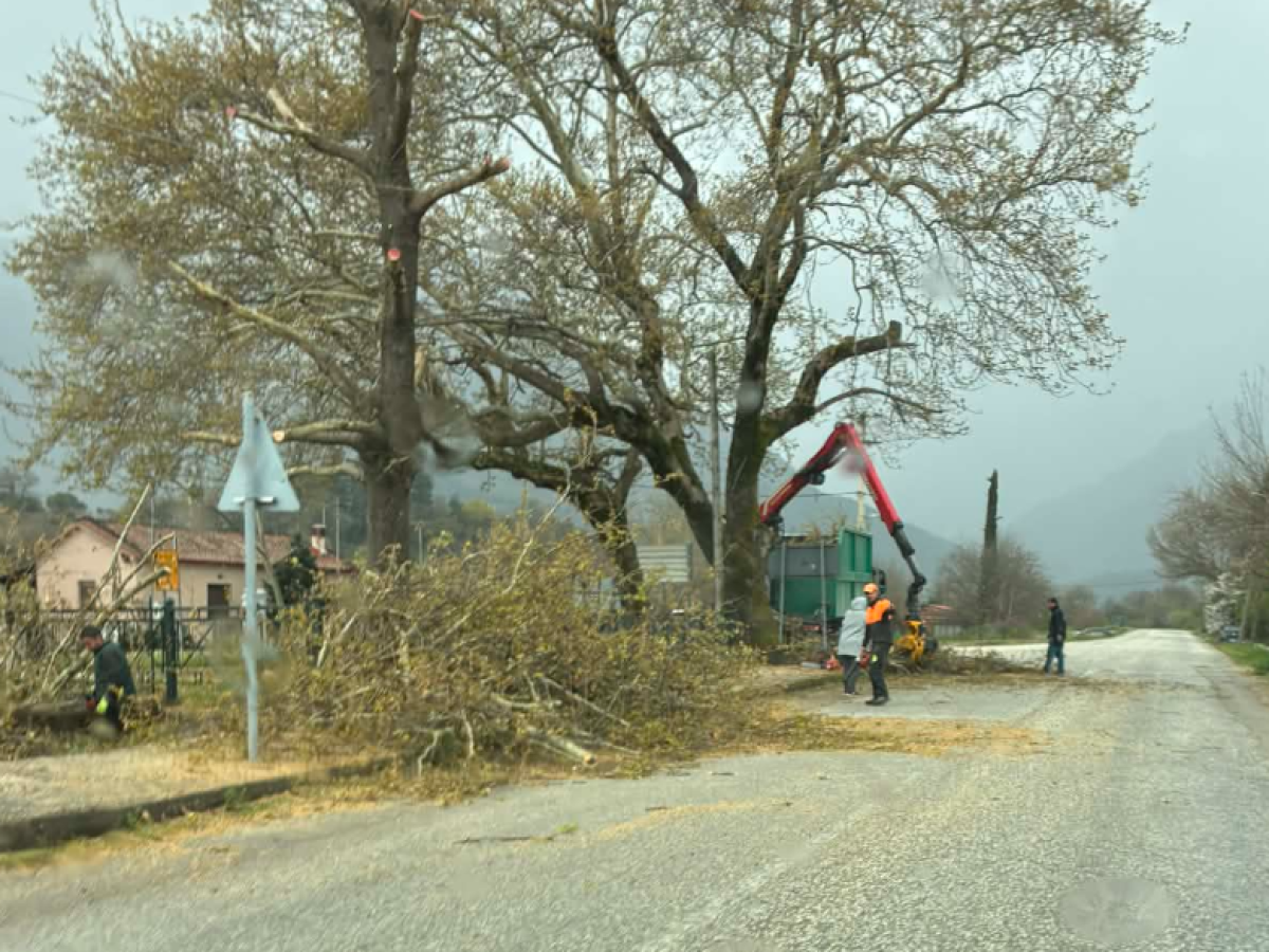 Προληπτικές παρεμβάσεις κλάδευσης επικίνδυνων δέντρων στον Δήμο Πύλης