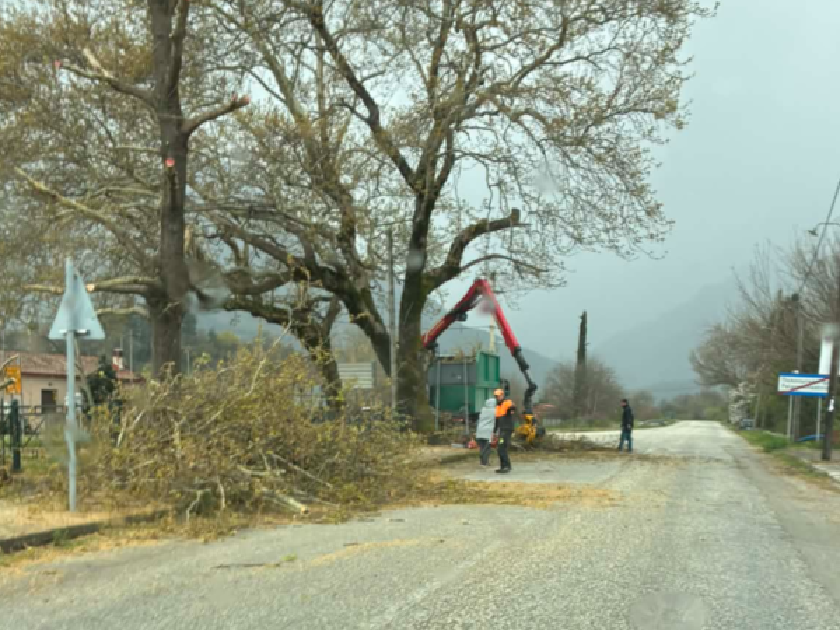 Προληπτικές παρεμβάσεις κλάδευσης επικίνδυνων δέντρων στον Δήμο Πύλης
