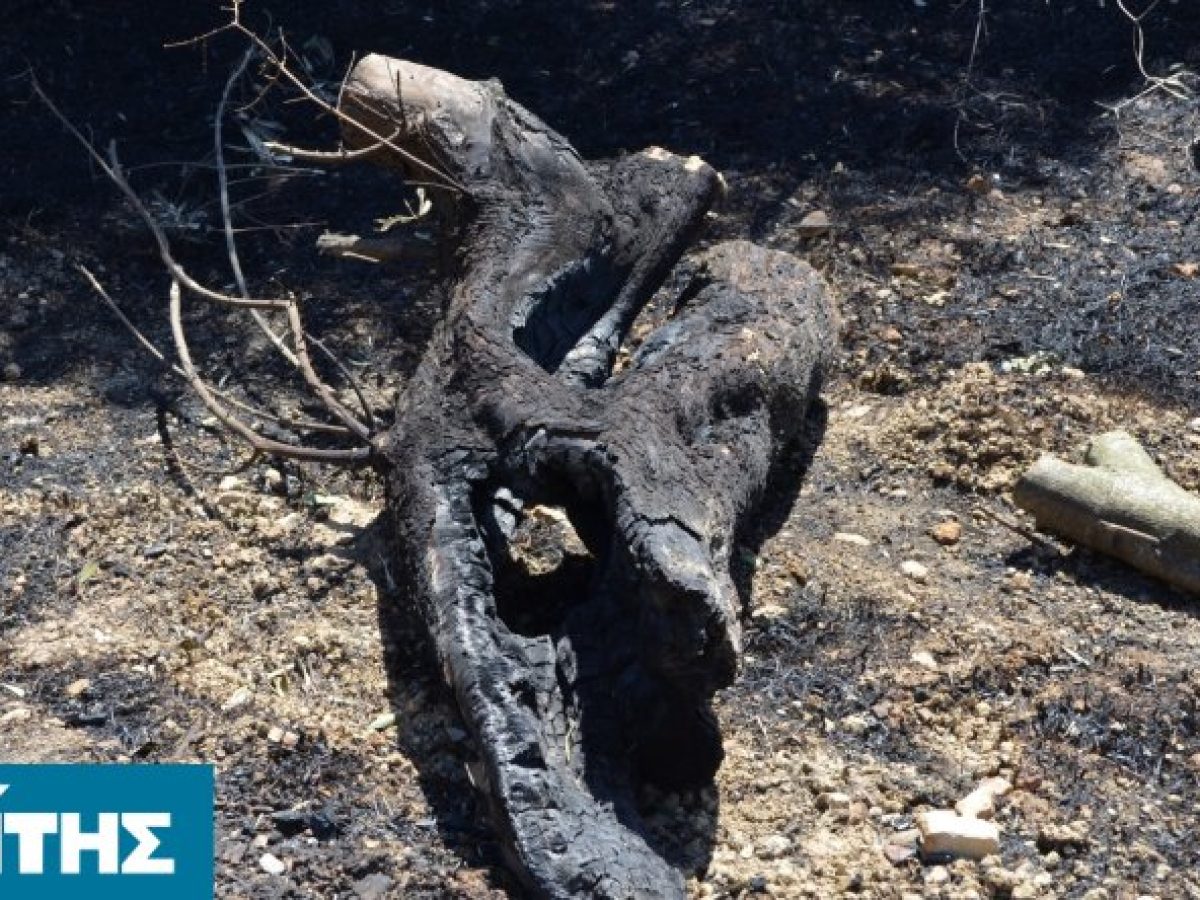 Πρόστιμο 750 ευρώ για καύση υπολειμμάτων χωρίς μέτρα πυροπροστασίας