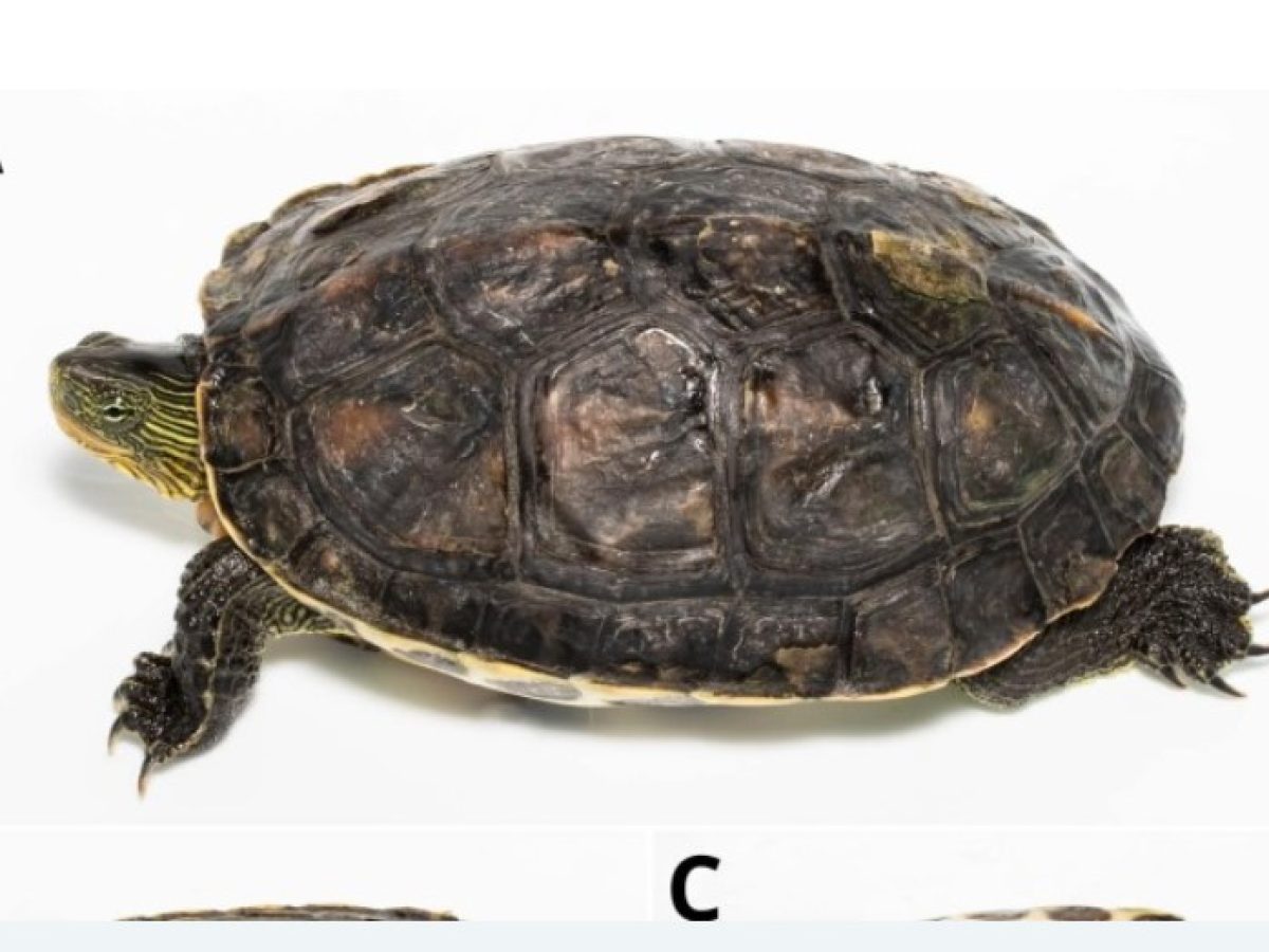 Πρώτη καταγραφή της κινέζικης νεροχελώνας στη Ρόδο – Προβληματισμός για τα τοπικά οικοσυστήματα