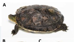 proti-katagrafi-tis-kinezikis-nerochelonas