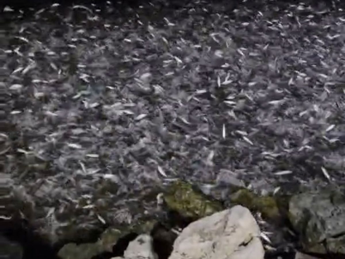 Ψάρια σε πανικό στην παραλία της Αμφιλοχίας