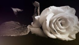 psifisma-tou-sillogou-politikon-sintchon