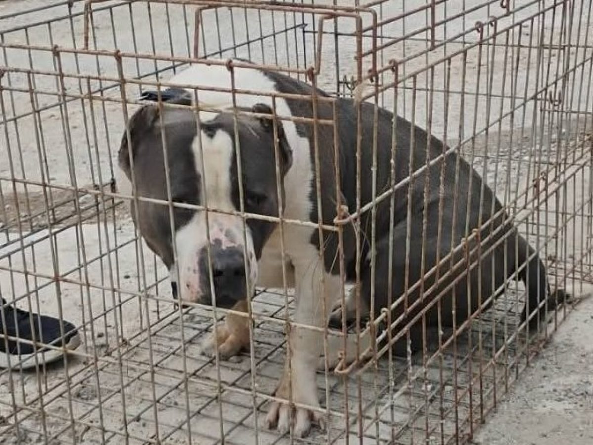 Ραφήνα: Έκκληση του  φιλοζωικού συλλόγου για ψυχραιμία μετά το περιστατικό τραυματισμού γυναίκας από σκύλο