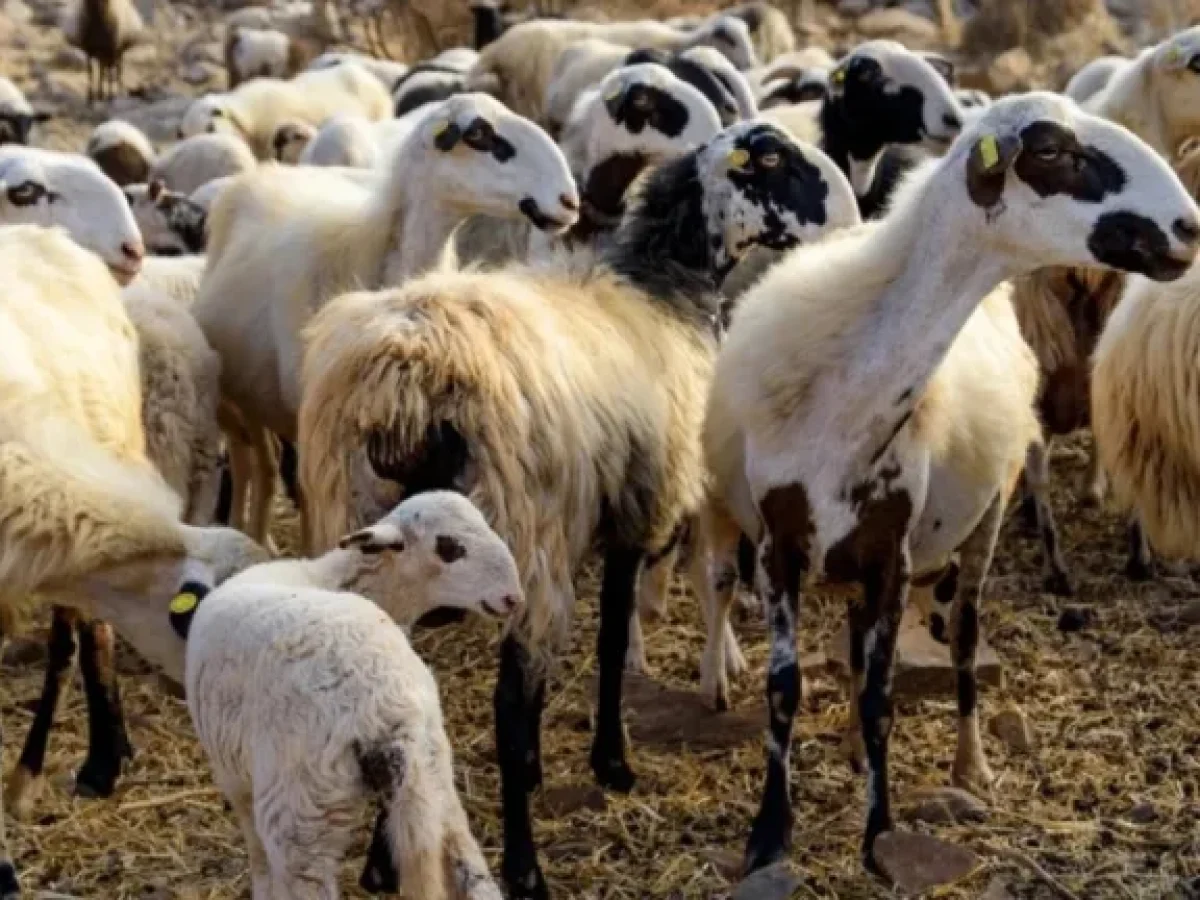 Ραπτόπουλο: Επιβεβαιώθηκε το πρώτο κρούσμα ευλογιάς των αιγοπροβάτων στην Ευρυτανία