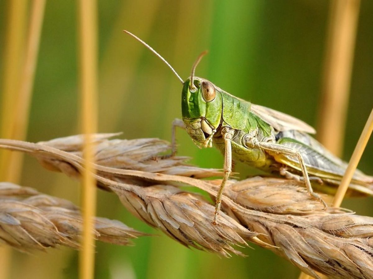 Ροδόπη: Οδηγίες πρόληψης ζημιών σε καλλιέργειες από ακρίδες