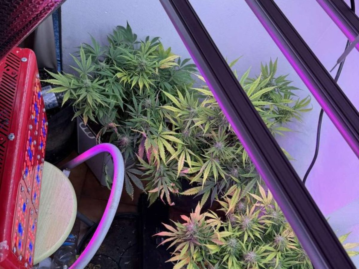 Ρόδος: 33χρονος είχε κάνει το σπίτι του θερμοκήπιο ναρκωτικών (εικόνες)