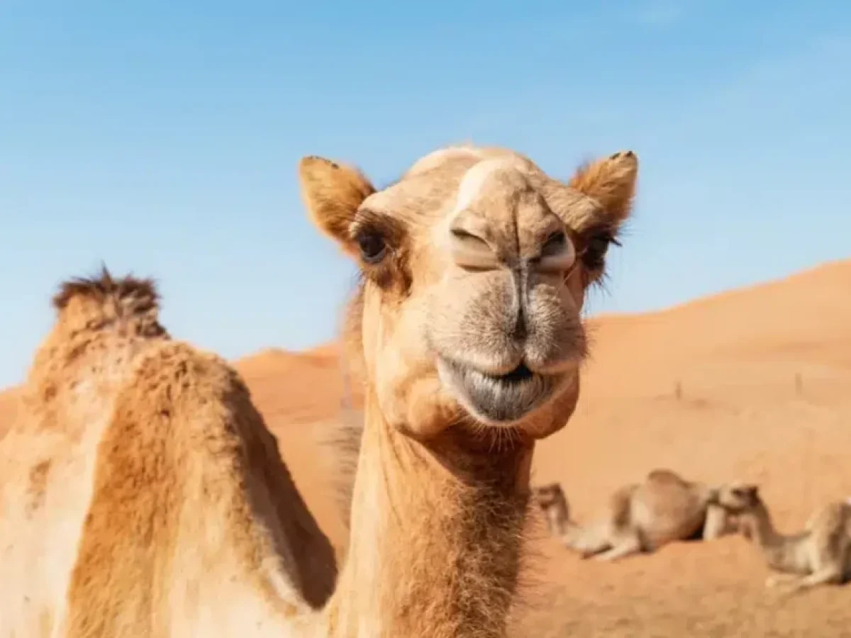 Σάλος σε καλλιστεία καμηλών στο Ομάν: Οι διοργανωτές απέκλεισαν 20 ζώα για… μπότοξ και αισθητικά εμφυτεύματα